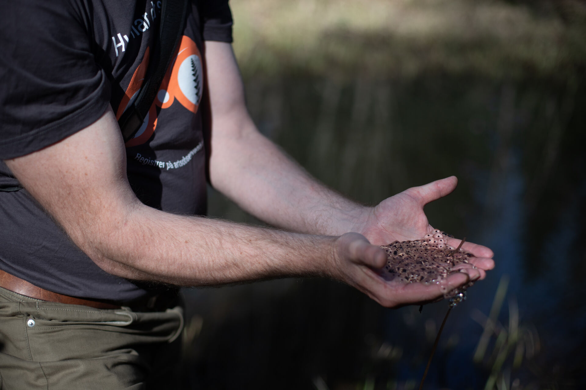 Two outstretched hands holding frogspawn