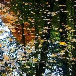 Trær som reflekteres i et vannspeil. Foto.