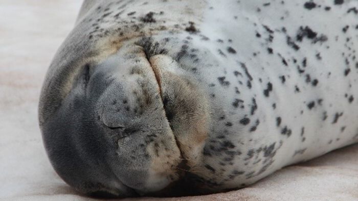 Seal sleeping 