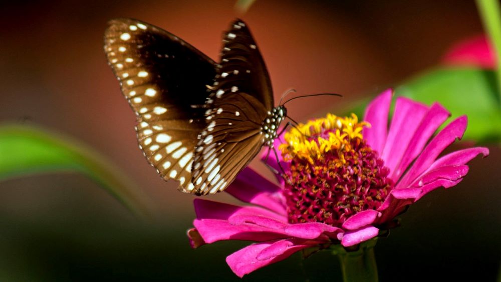 Fotografi av en brun sommerfugl som bestøver en rosa blomst