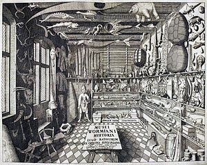 A big room with many different things like dolls, animals, books etc. Drawing.