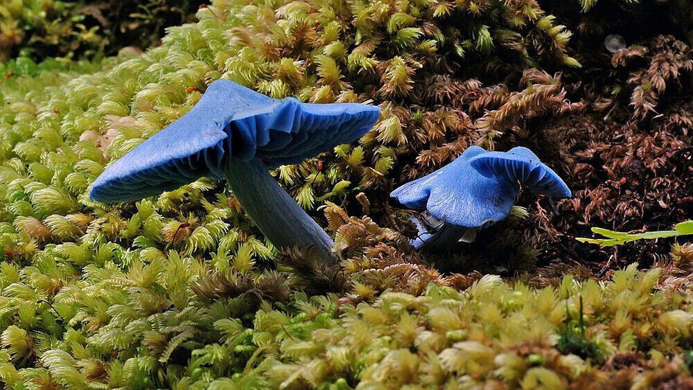 Picture of a blue mushroom, Entoloma hochstetteri, against moss in the background. 