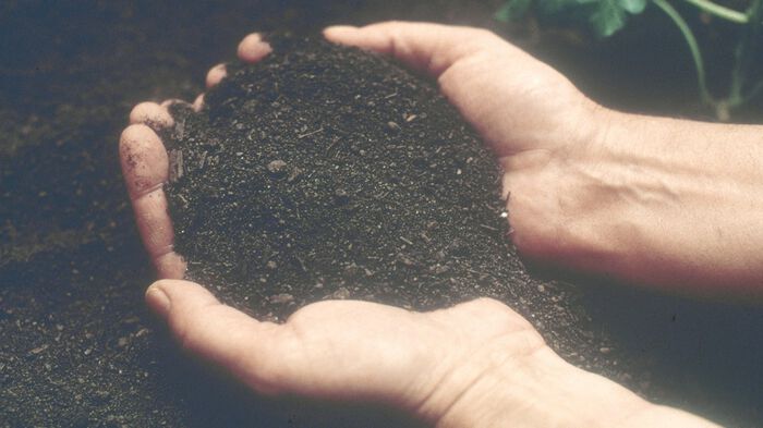 Two hands filled with black soil. Photo