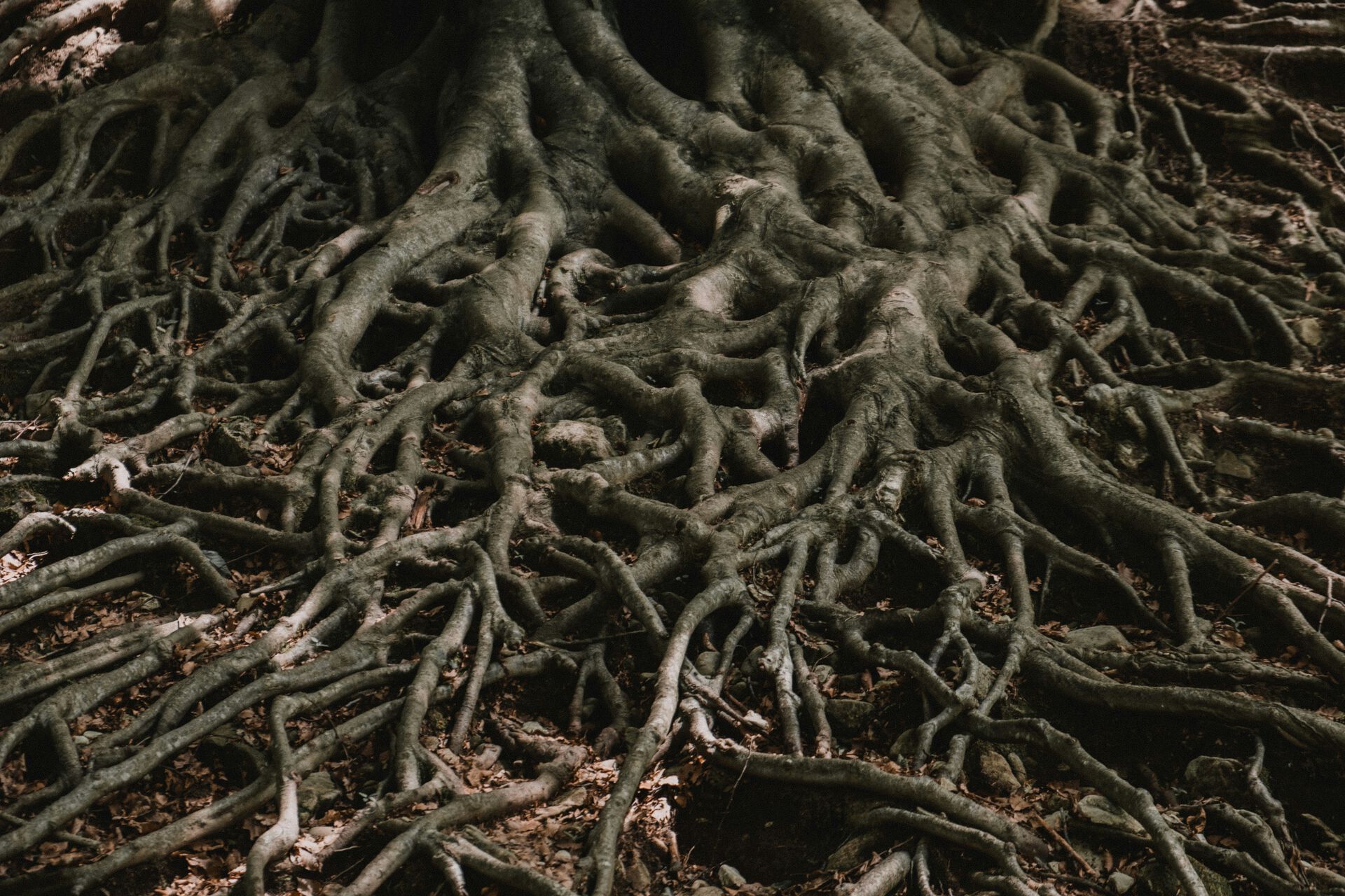 roots, soil, tree