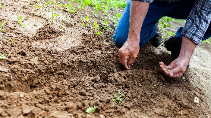 A person digging in the soil with his hands.
