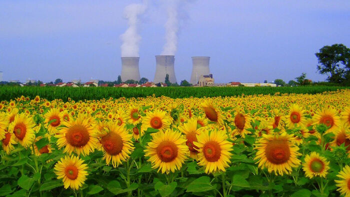 A field of sunflowers in front of three nuclear power plant chimneys.