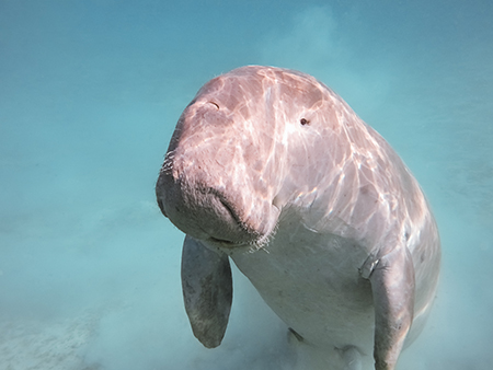 A picture of the sea animal Dugong.