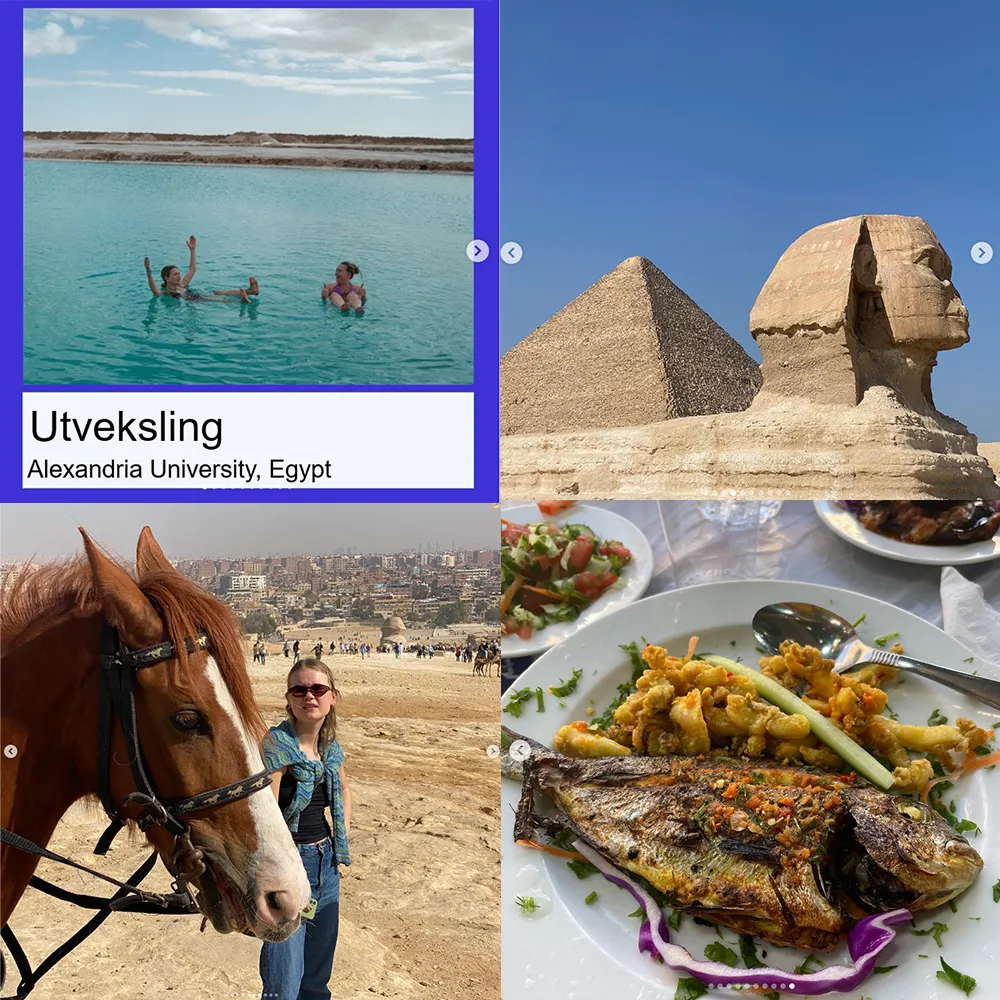 Fotocollage med fire bilder fra Egypt. Det første viser to unge kvinner som bader. Det andre en pyramide og en sfinx. Det tredje en kvinne med solbriler som står sammen med en hest med mange hus i bakgrunnen. Det siste en hel, grillet fisk med grønnsaker på en tallerken.