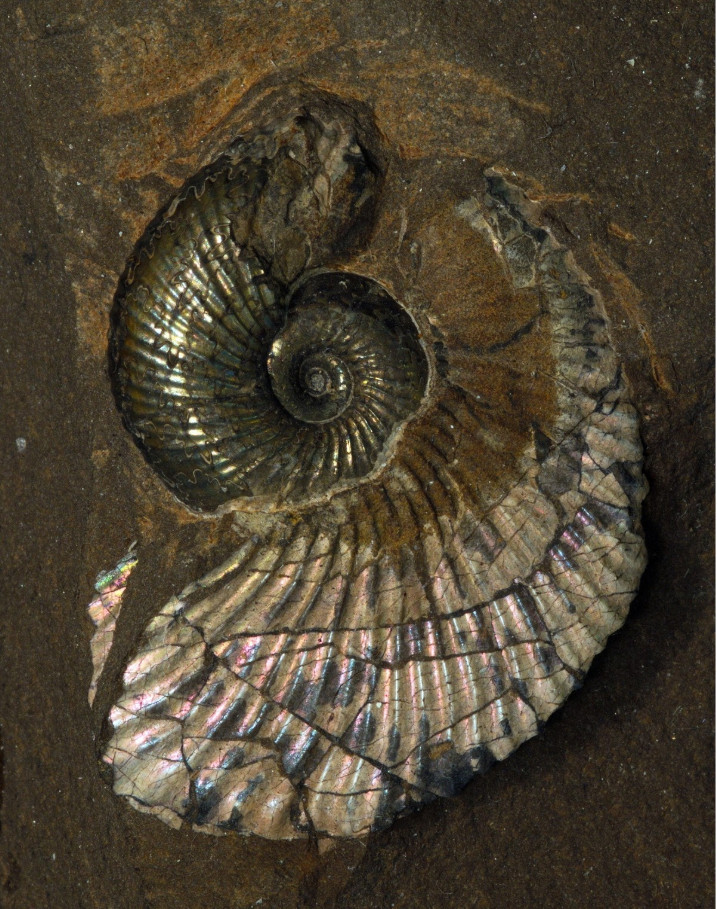 Fossil av en Ammonit